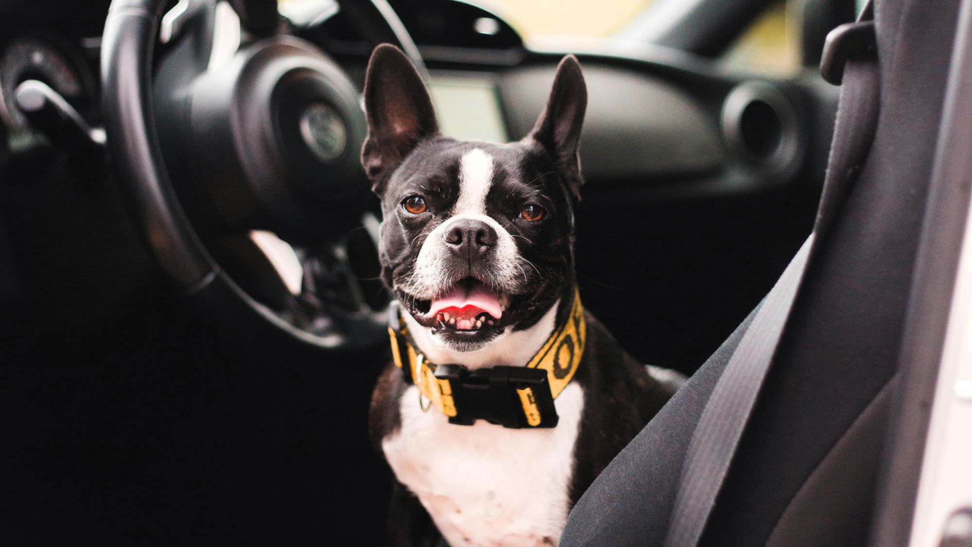 Viajar con mascotas en el auto: Consejos para elevar la seguridad 