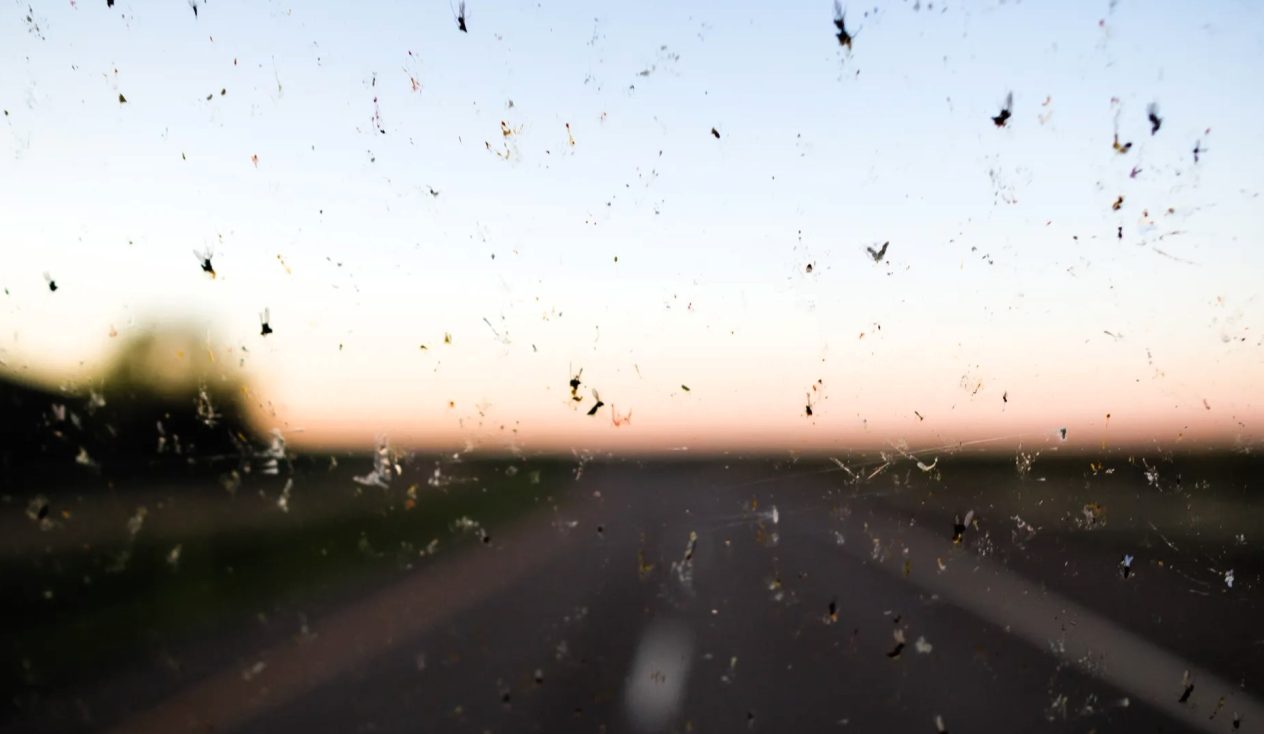 ¿Por qué se impactan menos insectos en los parabrisas de los autos