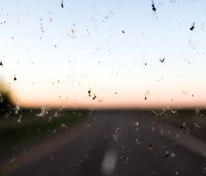 ¿Por qué se impactan menos insectos en los parabrisas de los autos