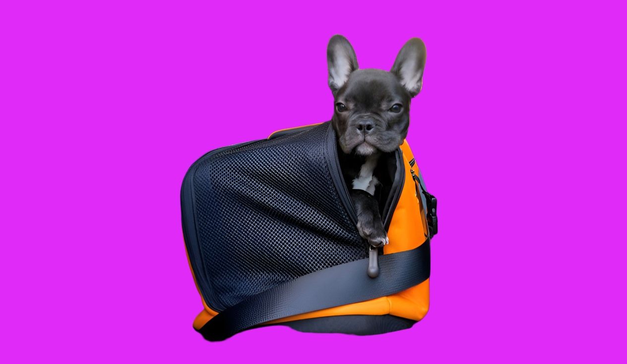 Cuál es el mejor cinturón de seguridad para perros