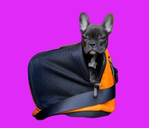 Cuál es el mejor cinturón de seguridad para perros