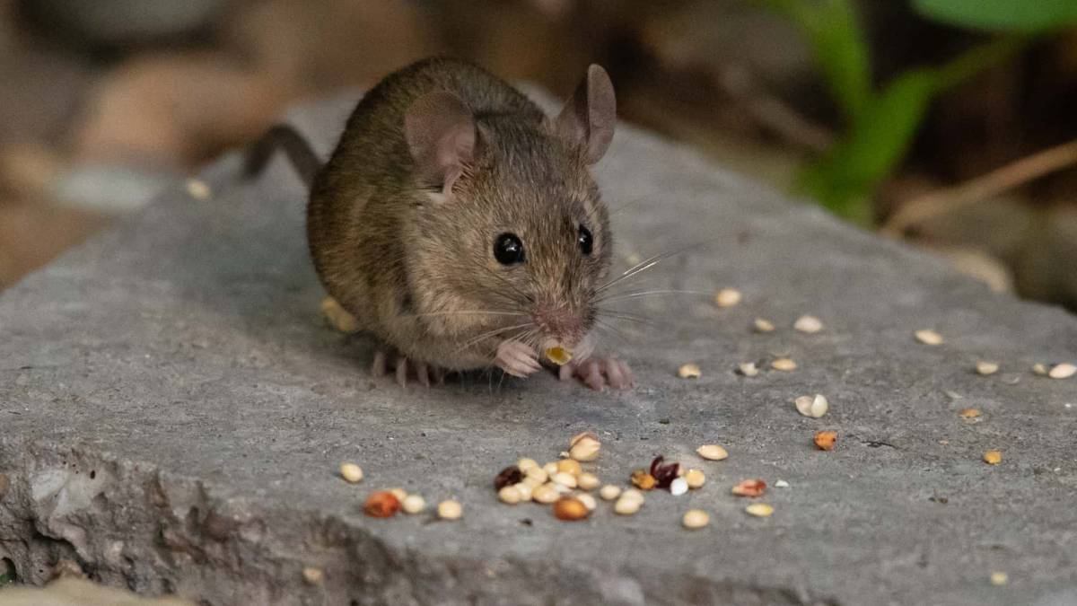 Cómo deshacerse de los ratones en la casa y en las paredes